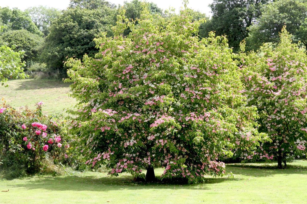 Devon Country Paradise 塔维斯托克 外观 照片