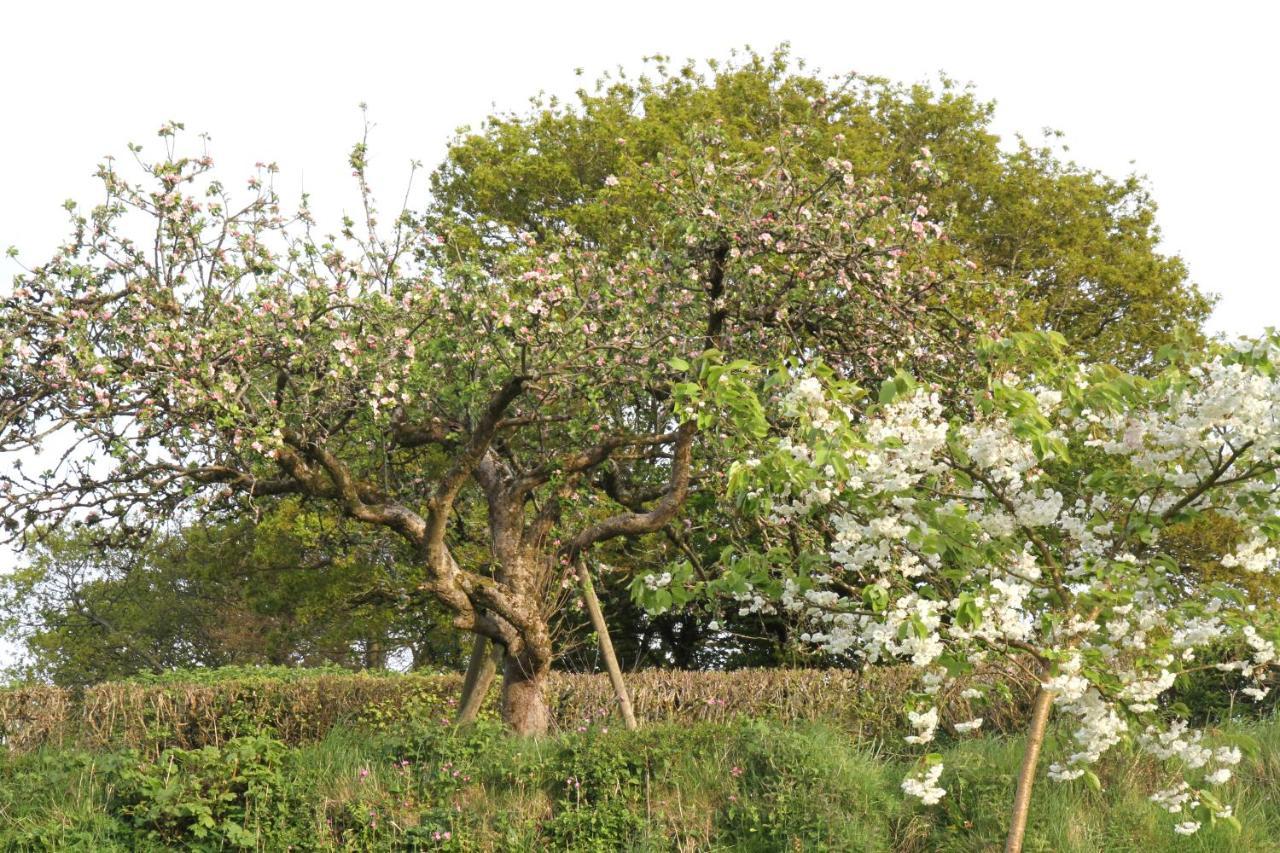 Devon Country Paradise 塔维斯托克 外观 照片